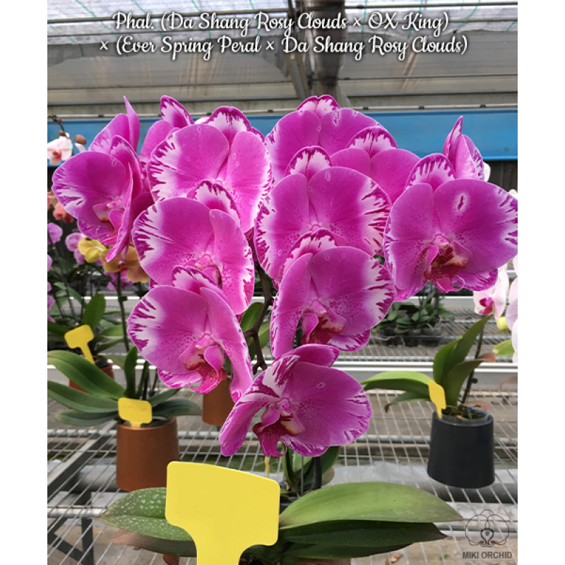 Орхiдея Phal. (Da Shang Rosy Clouds × OX King) × (Ever Spring